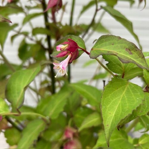 Leycesteria formosa (Grootmoeders oorbellen)