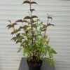 Leycesteria formosa (Grootmoeders oorbellen)
