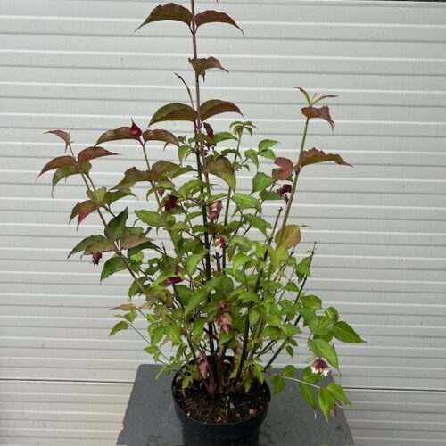 Leycesteria formosa (Grootmoeders oorbellen)