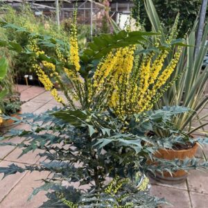 Mahonia media 'Charity'