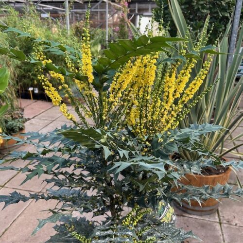 Mahonia media 'Charity'