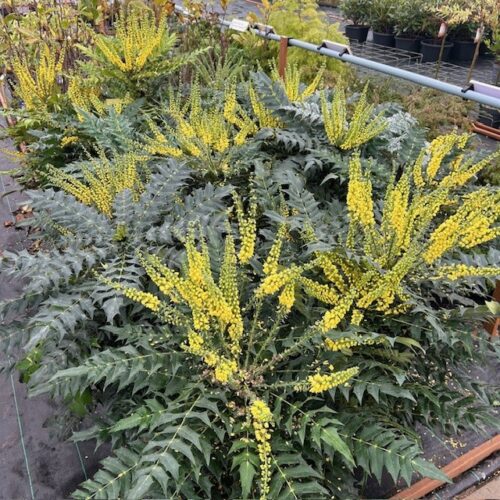 Mahonia media 'Charity'