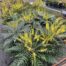 Mahonia media 'Charity'