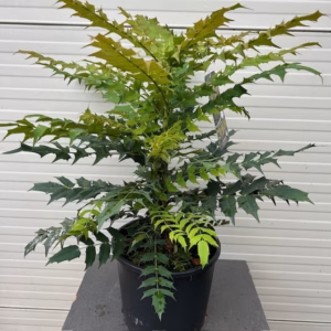 Mahonia media 'Charity'