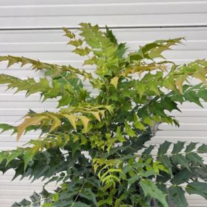 Mahonia media 'Charity'