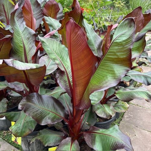 Ensete ventricosum 'Maurelii' 100 cm (Rode banaan)