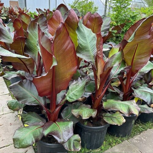 Ensete ventricosum 'Maurelii' 100 cm (Rode banaan)