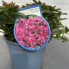 Sedum spat. Deep roze