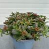 Sedum spat. Deep roze