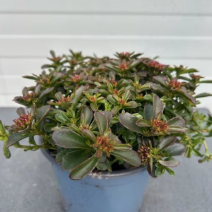 Sedum spat. Deep roze