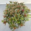 Sedum spat. Deep roze