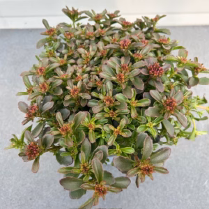 Sedum spat. Deep roze