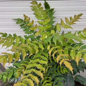 Mahonia media 'Charity'