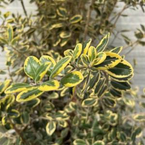 Metrocideros variagata (Ijzerhout)
