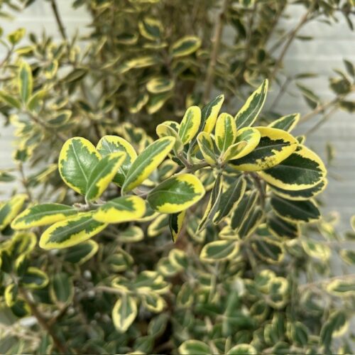 Metrocideros variagata (Ijzerhout)