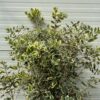 Metrocideros variagata (Ijzerhout)