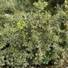 Metrocideros variagata (Ijzerhout)