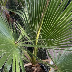 Washingtonia robusta (Mexicaanse waaierpalm)
