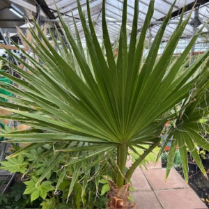 Washingtonia robusta (Mexicaanse waaierpalm)