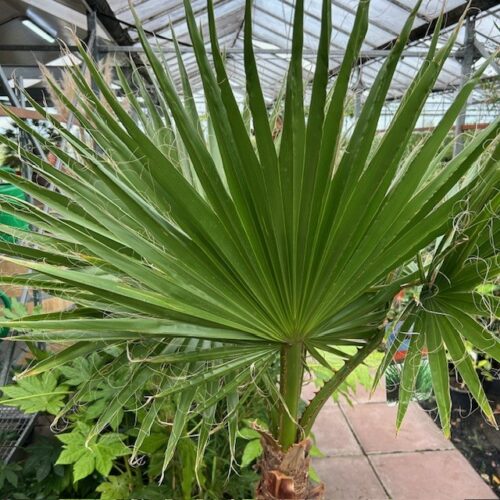 Washingtonia robusta (Mexicaanse waaierpalm)