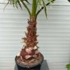 Washingtonia robusta (Mexicaanse waaierpalm)