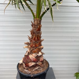 Washingtonia robusta (Mexicaanse waaierpalm)