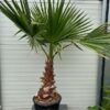 Washingtonia robusta (Mexicaanse waaierpalm)