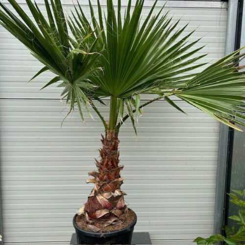 Washingtonia robusta (Mexicaanse waaierpalm)