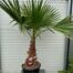 Washingtonia robusta (Mexicaanse waaierpalm)