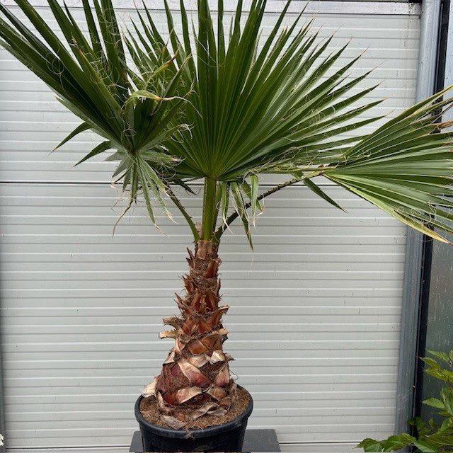 Washingtonia robusta (Mexicaanse waaierpalm)