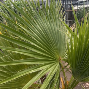 Washingtonia robusta (Mexicaanse waaierpalm)