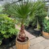 3/4 portvat beplant met Washingtonia robusta (Mexicaanse waaierpalm)