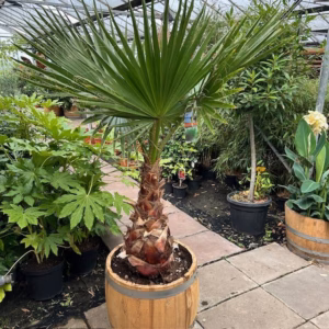 3/4 portvat beplant met Washingtonia robusta (Mexicaanse waaierpalm)