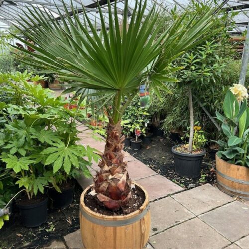 3/4 portvat beplant met Washingtonia robusta (Mexicaanse waaierpalm)