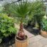 3/4 portvat beplant met Washingtonia robusta (Mexicaanse waaierpalm)