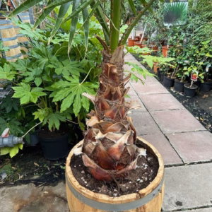 3/4 portvat beplant met Washingtonia robusta (Mexicaanse waaierpalm)