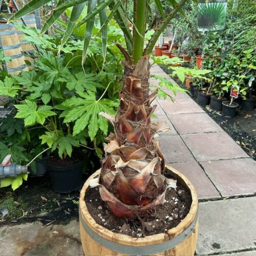 3/4 portvat beplant met Washingtonia robusta (Mexicaanse waaierpalm)