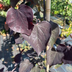 Cercis can. 'Ace of Spades' (Judasboom)