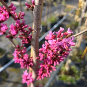 Cercis chinensis 'Avondale' (Judasboom)