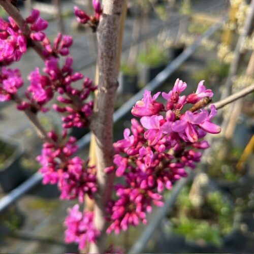 Cercis chinensis 'Avondale' (Judasboom)
