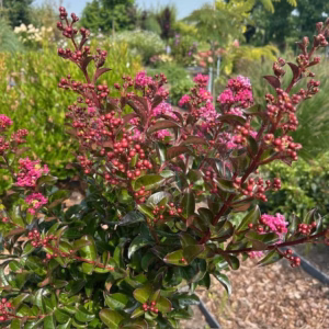 Lagerstroemia i. 'Berry Dazzle' (Indische sering)