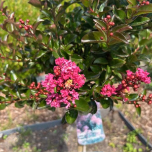 Lagerstroemia i. 'Berry Dazzle' (Indische sering)