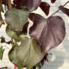 Cercis can. 'Forest Pansy' (Judasboom)