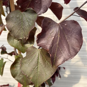 Cercis can. 'Forest Pansy' (Judasboom)