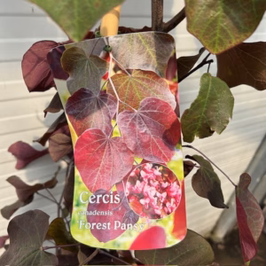 Cercis can. 'Forest Pansy' (Judasboom)