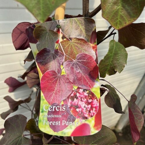 Cercis can. 'Forest Pansy' (Judasboom)