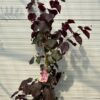 Cercis can. 'Forest Pansy' (Judasboom)