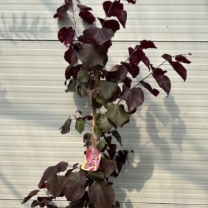 Cercis can. 'Forest Pansy' (Judasboom)