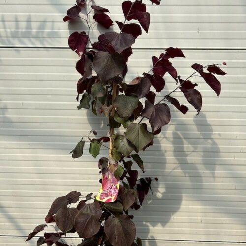 Cercis can. 'Forest Pansy' (Judasboom)