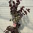 Cercis can. 'Forest Pansy' (Judasboom)